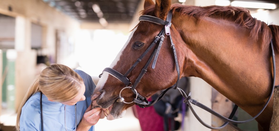 Holistic Horse Care Techniques Eurovets